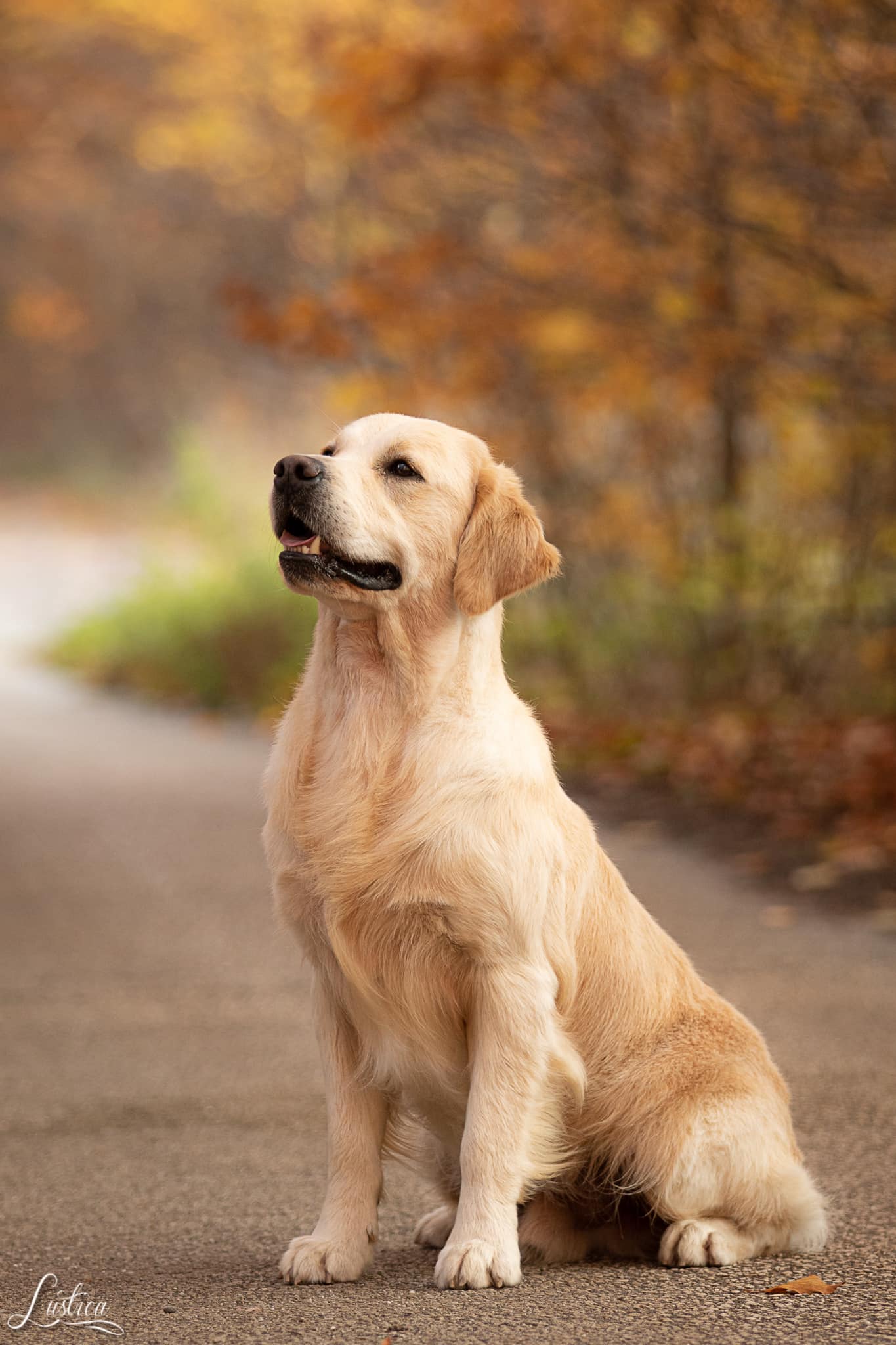 Shamrock Prince Of The Seven Kingdoms
