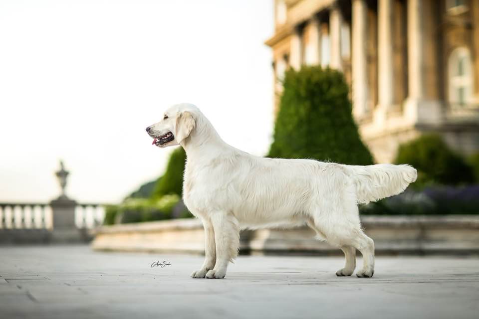 Dewmist Just A Spell