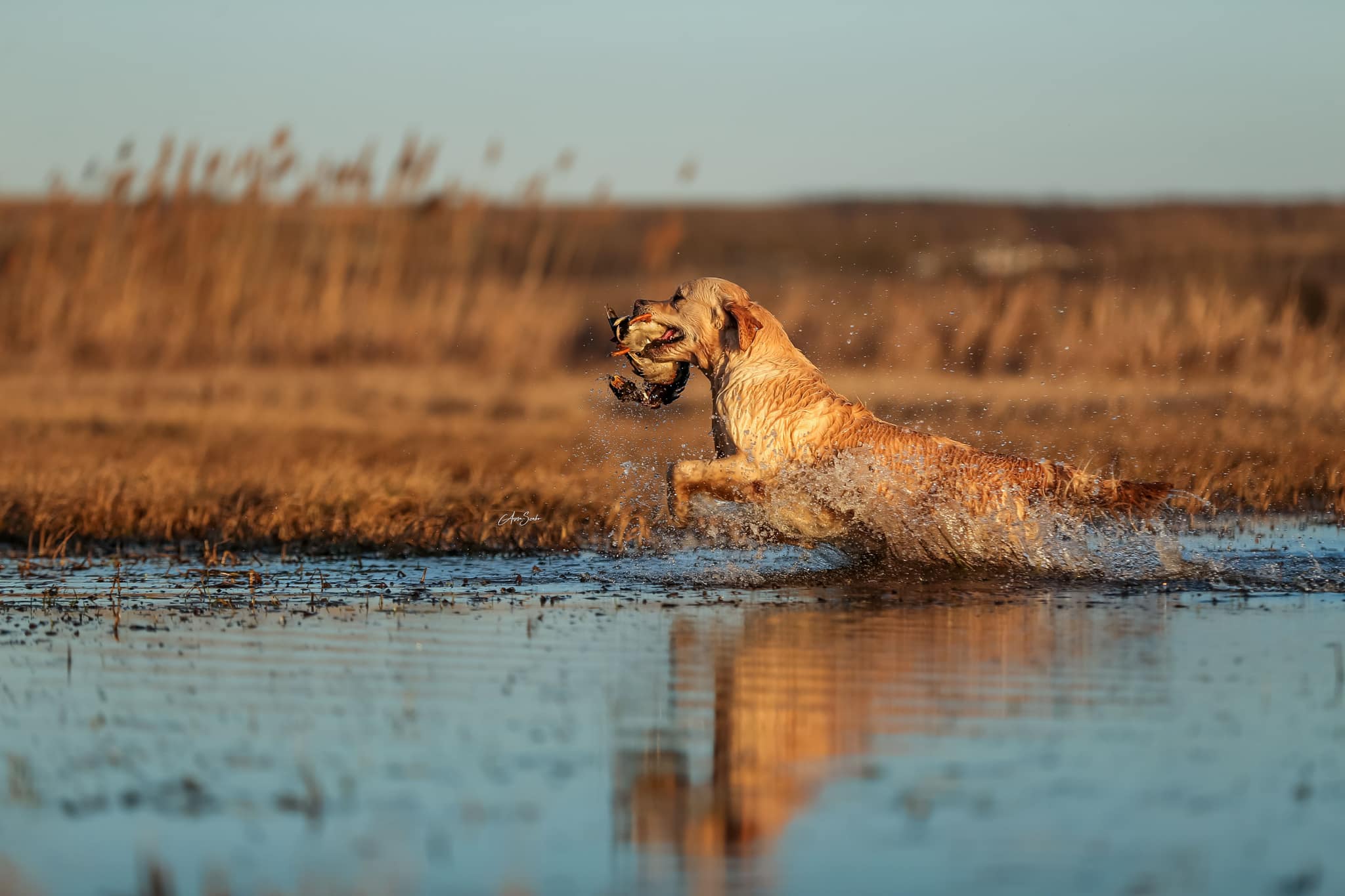 Shamrock Prince Of The Seven Kingdoms