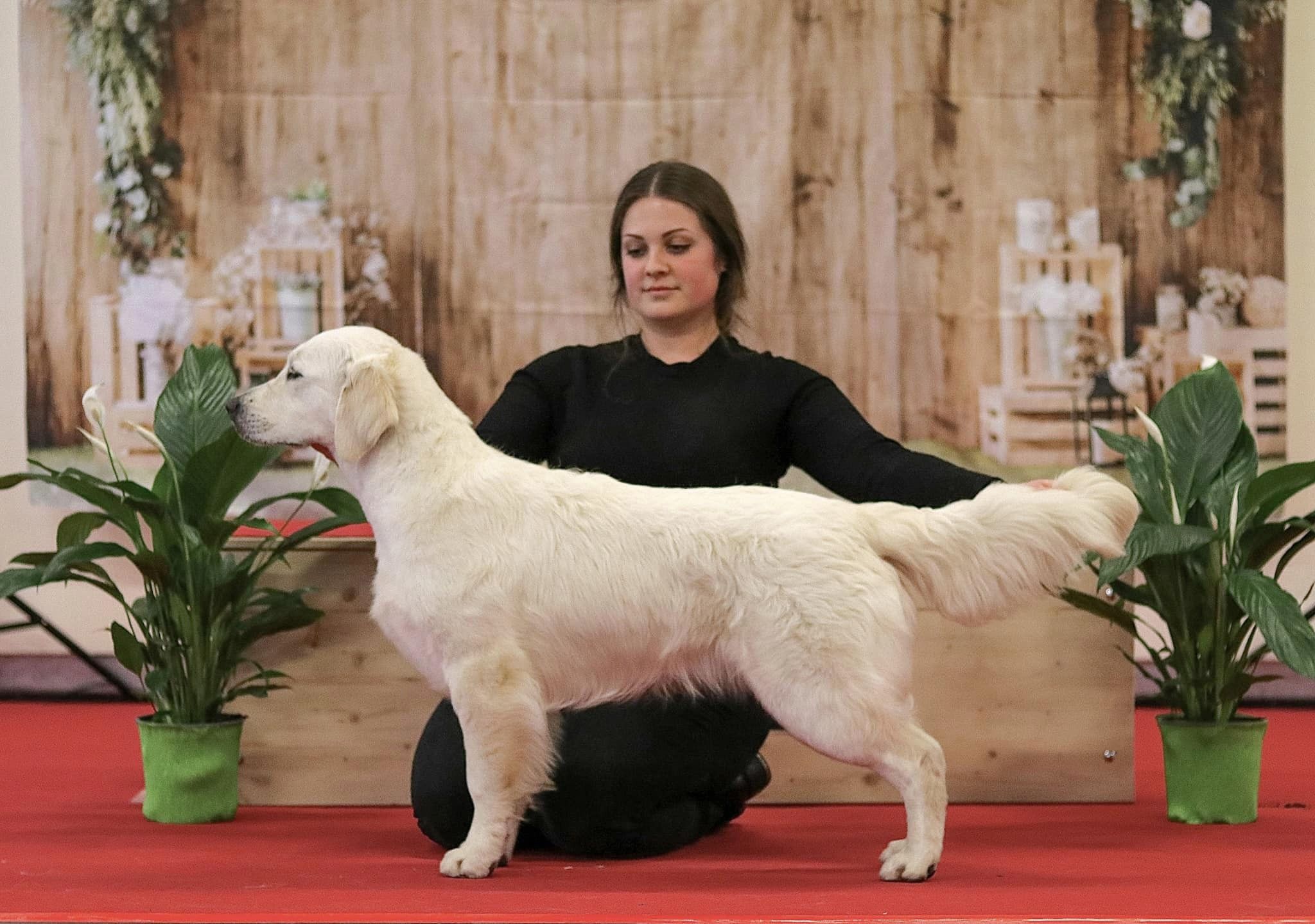 Shamrock Journey Of Life