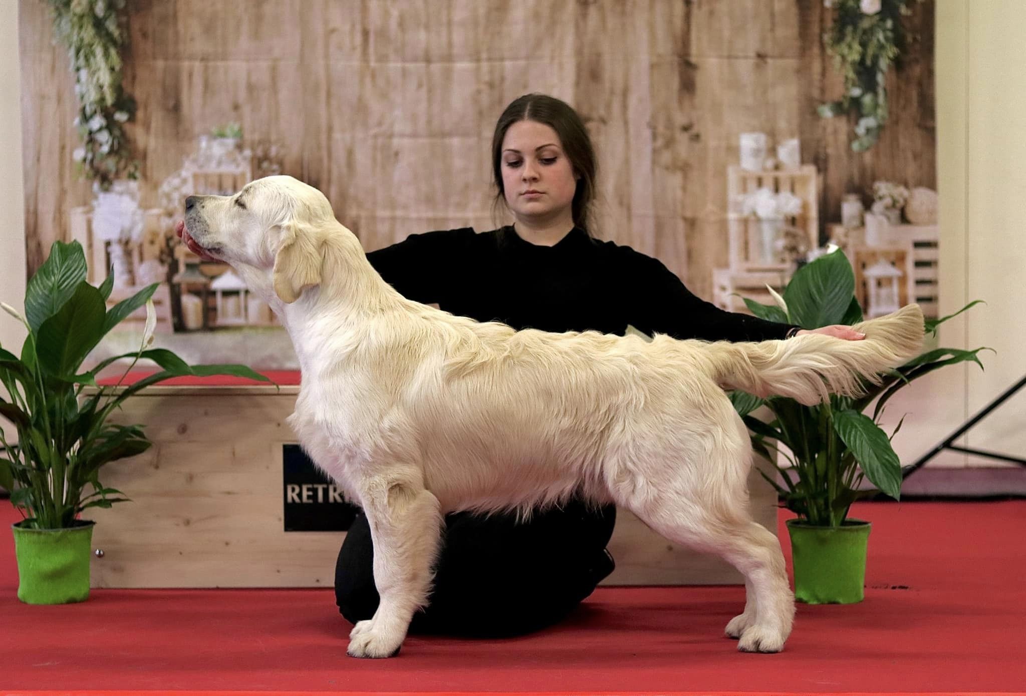 Angelonato Majestic Wizard