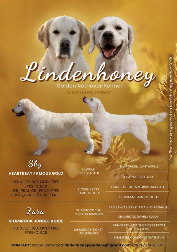 Lindenhoney litter ’A’ (Heartbeat Famous Gold ’Sky’ x Shamrock Jungle Voice ’Zara’)