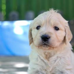 Colorless girl 4,5 weeks