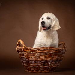 Lindenhoney Be My Lover 'Molly'