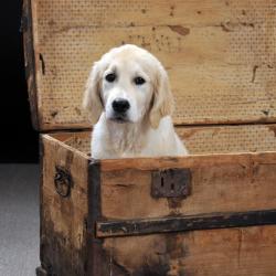 Lindenhoney Blanche Dubois 'Zara'