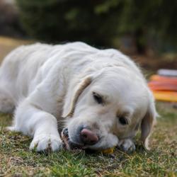 Rosie with her chewing toy