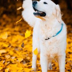 Lindenhoney All You Need 'Kókusz'