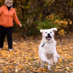 Lindenhoney All You Need 'Kókusz'