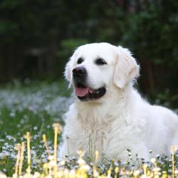 Lindenhoney Be My Lover ‘Molly’