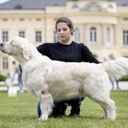 Angelonato Majestic Wizard ‘Victor’