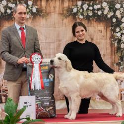 Angelonato Majestic Wizard ‘Victor’ BEST PUPPY