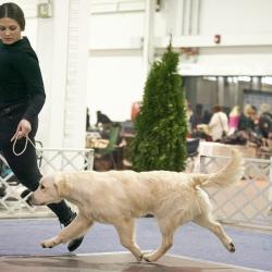 Amgelonato Majestic Wizard ‘Victor’ Puppy class winner