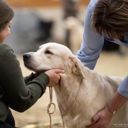 Angelonato Majestic Wizard ‘Victor’ during judging