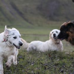 Jane and Rosie with their GS friend, Maya