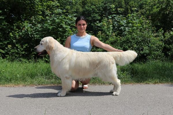 Heartbeat Famous Gold