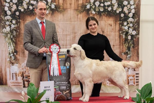 Angelonato Majestic Wizard 'Victor'