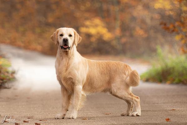 Shamrock Prince of the Seven Kingdoms