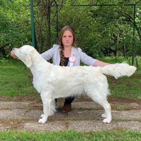 Shamrock Jungle Voice