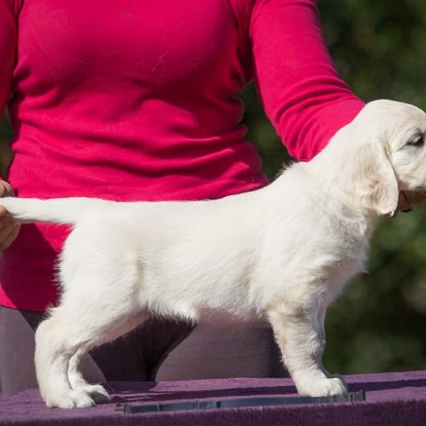 Shamrock Jungle Voice