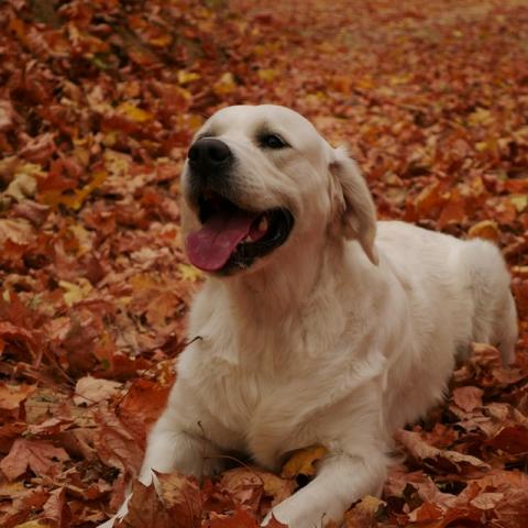 Shamrock Jungle Voice