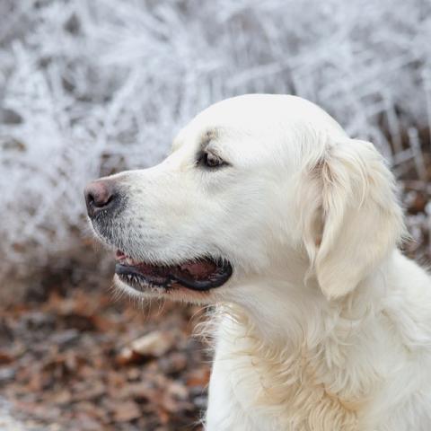 Shamrock Jungle Voice