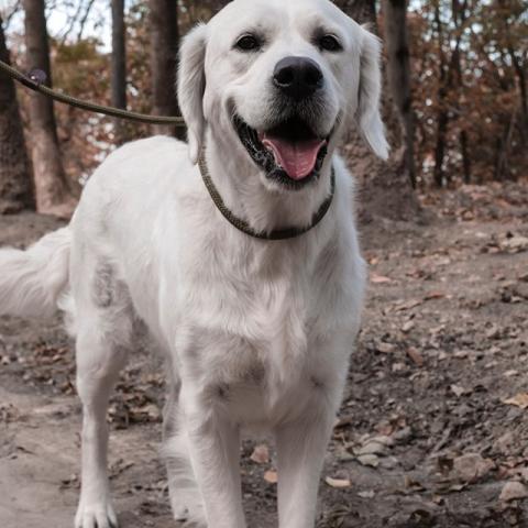 Shamrock Jungle Voice