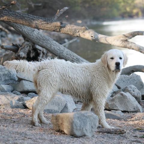 Lindenhoney Aerial Dancer (7 months)