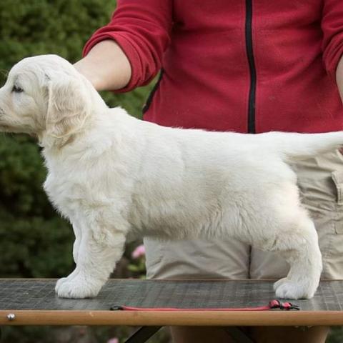 Lindenhoney Aerial Dancer (7 weeks)