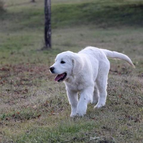 Lindenhoney Aerial Dancer