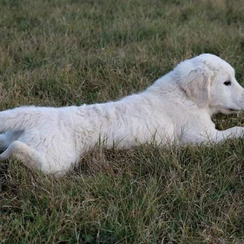 Lindenhoney Aerial Dancer