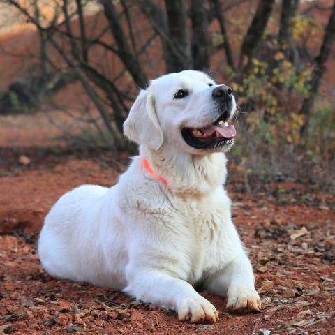 Lindenhoney Aerial Dancer 
