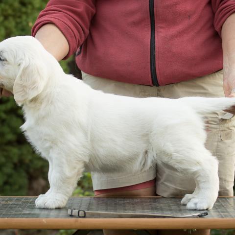 Lindenhoney After the Rainbow (7 weeks)