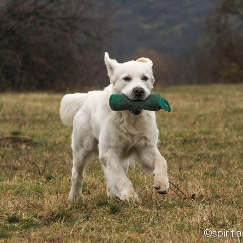 Lindenhoney After the Rainbow 