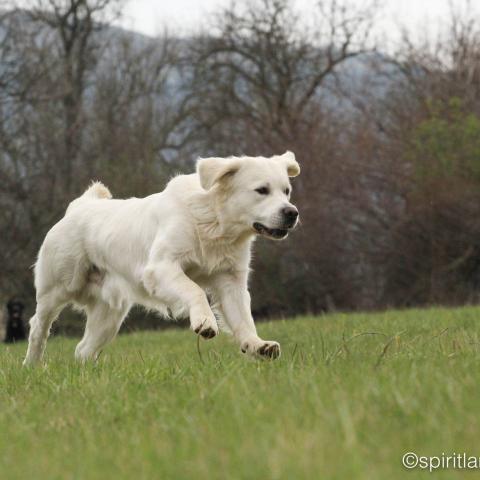 Lindenhoney After the Rainbow 