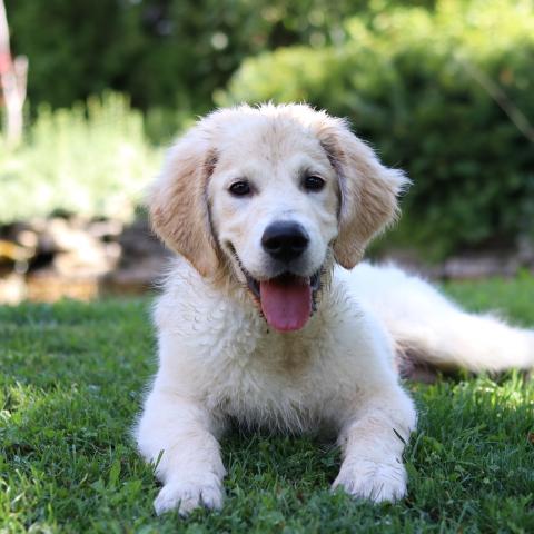 Lindenhoney Born of Starshine