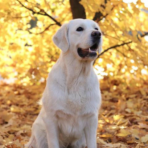 Lindenhoney Aerial Dancer 2 years