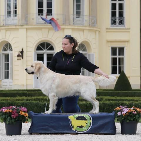 Lindenhoney Born of Starshine