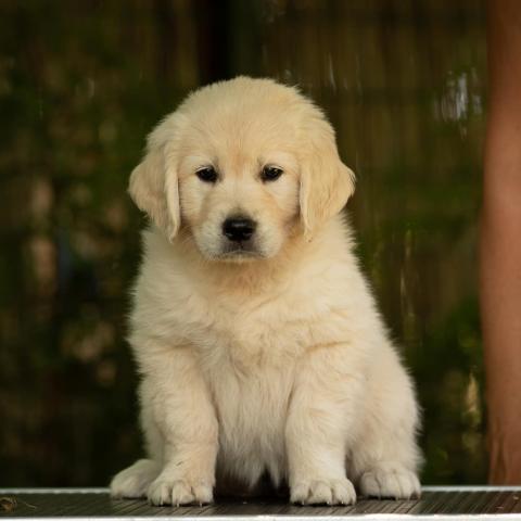 Shamrock Journey Of Life