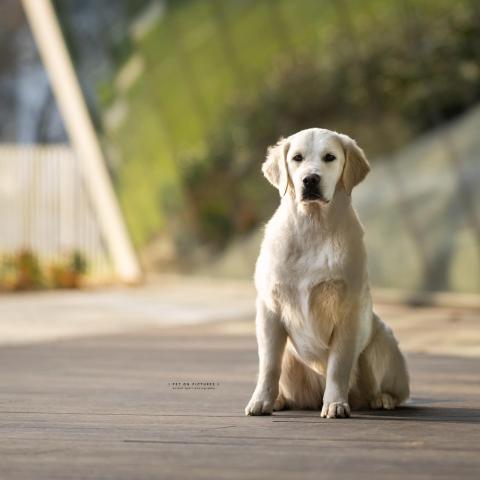 Shamrock Journey Of Life, 9 months