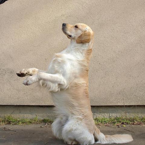 Lindenhoney Born of Starshine