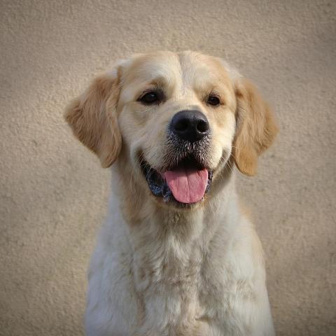 Lindenhoney Born of Starshine