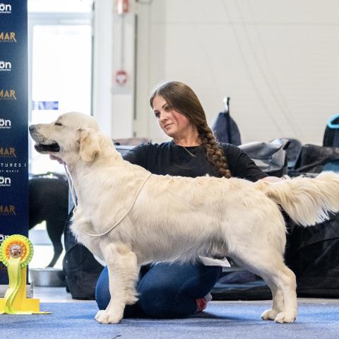 Angelonato Majestic Wizard at his age of 11,5 months