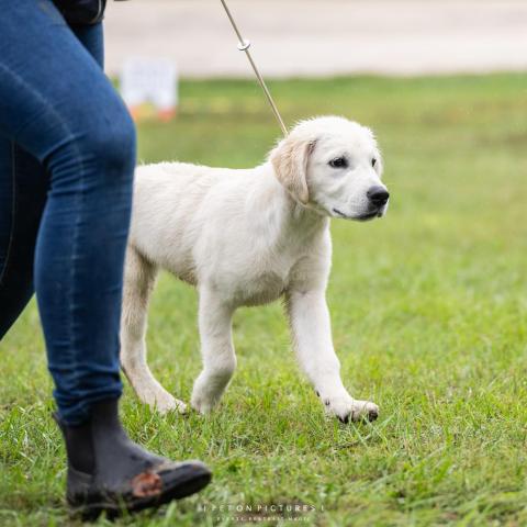 Lindenhoney Dancing Queen