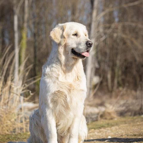 Angelonato Majestic Wizard