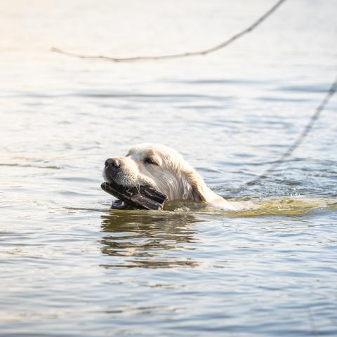 Angelonato Majestic Wizard