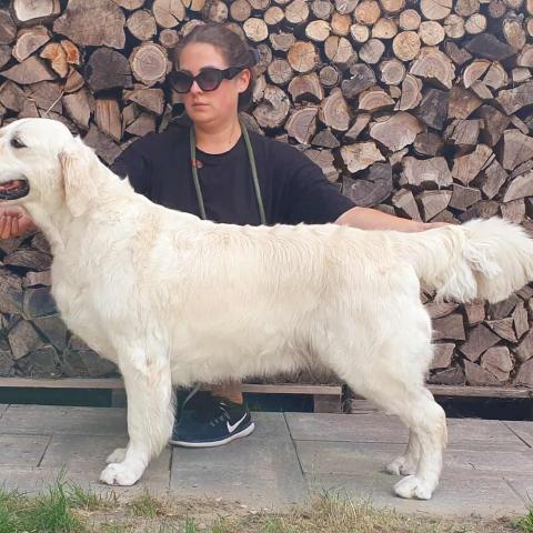 Shamrock Jungle Voice