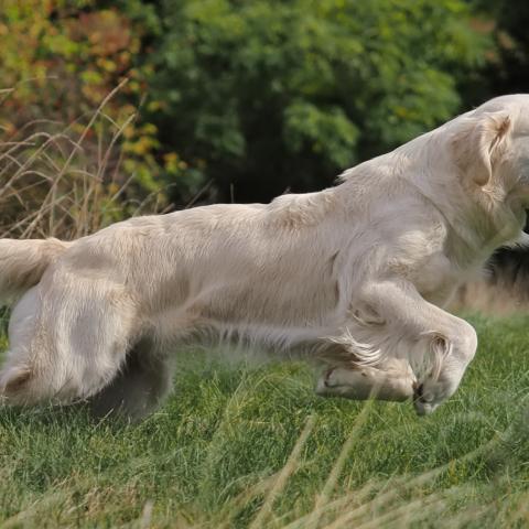 Lindenhoney Dancing Queen