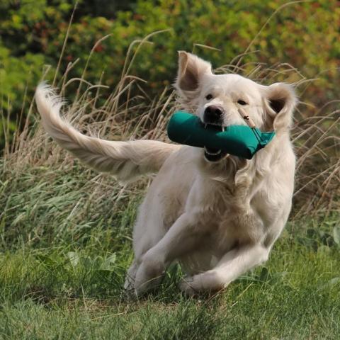 Lindenhoney Dancing Queen