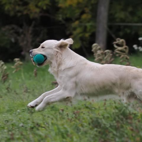 Lindenhoney Dancing Queen