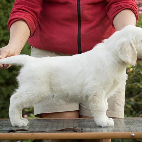 Lindenhoney Above the Clouds